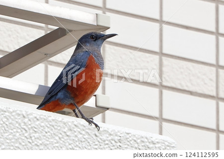 Sea bulbul 124112595