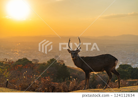 [Autumn] Nara Park, Wakakusayama deer [Evening view] 124112634