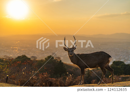 [Autumn] Nara Park, Wakakusayama deer [Evening view] 124112635