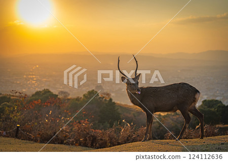 [秋天] 奈良公園、若草山鹿 [傍晚景色] 124112636