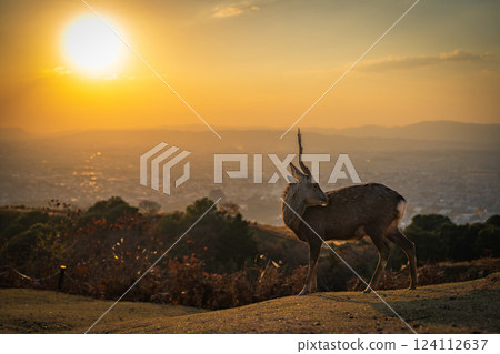 [秋天] 奈良公園、若草山鹿 [傍晚景色] 124112637