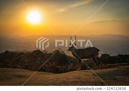 [秋天] 奈良公園、若草山鹿 [傍晚景色] 124112638