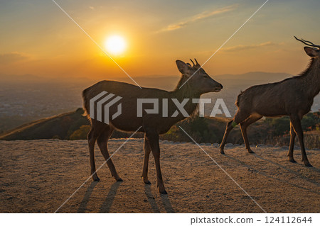 [Autumn] Nara Park, Wakakusayama deer [Evening view] 124112644