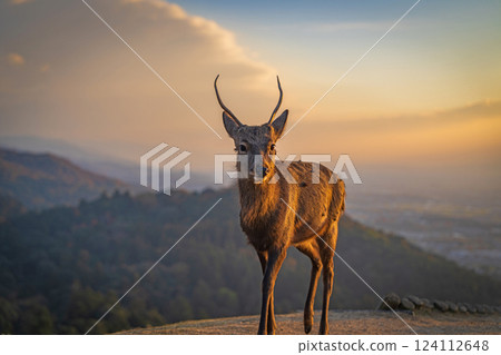 [Autumn] Nara Park, Wakakusayama deer [Evening view] 124112648