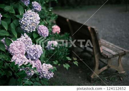 Hydrangea and bench Hydrangea and bench 124112652