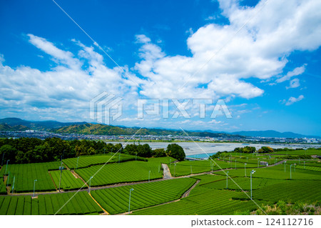 Tea fields in the great outdoors② 124112716
