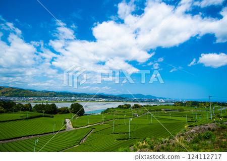 Tea field in the great outdoors③ 124112717