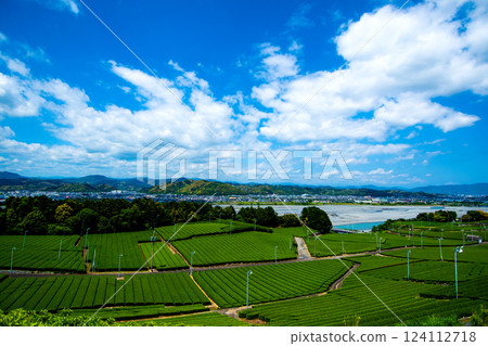 Tea fields in the great outdoors ④ 124112718
