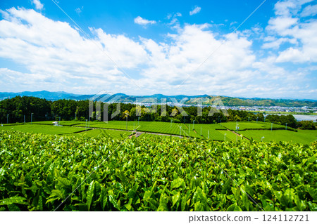 Tea fields in the great outdoors ⑦ 124112721