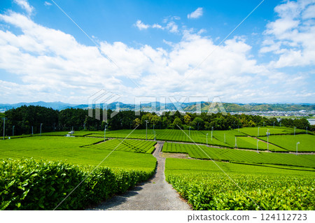 Tea Field in the Great Nature 9 124112723