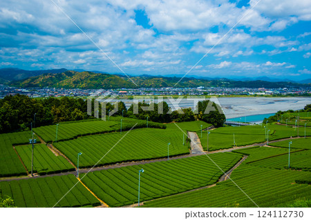 Tea Field in the Great Nature ⑮ 124112730