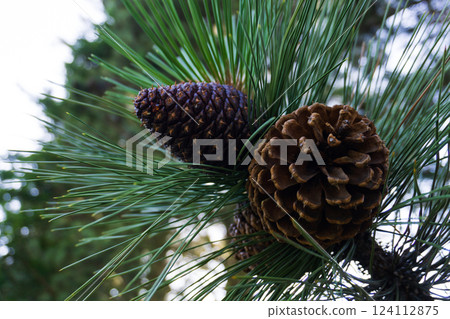 Large pine cones 124112875