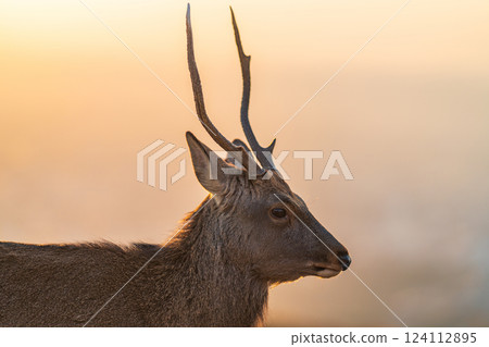 [Autumn] Nara Park, Wakakusayama deer [Evening view] 124112895