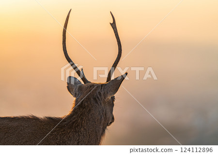 [秋天] 奈良公園、若草山鹿 [傍晚景色] 124112896