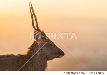 [Autumn] Nara Park, Wakakusayama deer [Evening view] 124112897