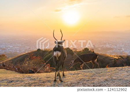 [秋天] 奈良公園、若草山鹿 [傍晚景色] 124112902