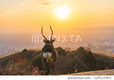 [秋天] 奈良公園、若草山鹿 [傍晚景色] 124112903