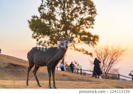 [Autumn] Nara Park, Wakakusayama deer [Evening view] 124113150