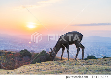 [Autumn] Nara Park, Wakakusayama deer [Evening view] 124113153