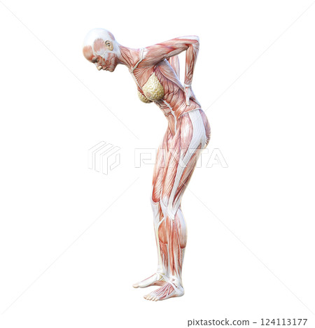 一名女性因下背部疼痛將雙手放在臀部的肌肉解剖圖的 3D 插圖，全身、側視圖、輪廓 124113177