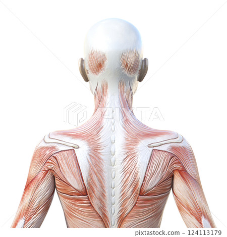 3D illustration of female muscle anatomy, upper body, back view 124113179