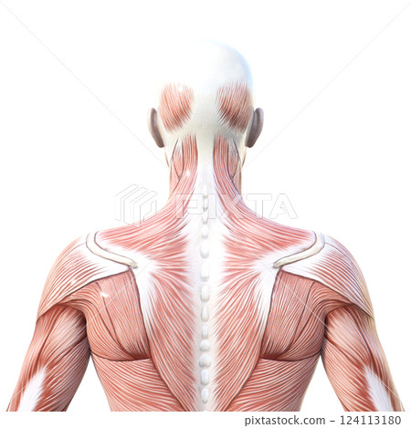 男性肌肉解剖學、上身、後視圖的 3D 插圖 124113180