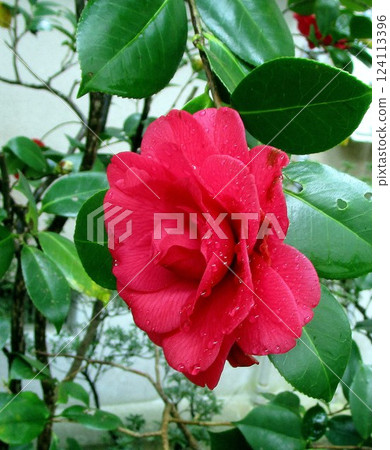 Spring flowers in Satsuma 124113396