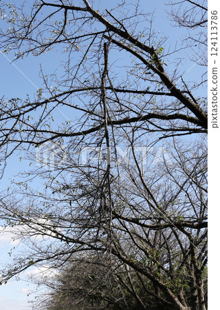 折斷的樹枝 124113786