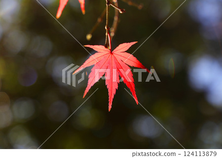 Bright red autumn leaves Bright red autumn leaves 124113879