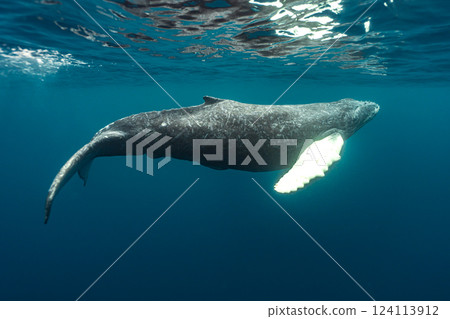 Humpback whale 124113912