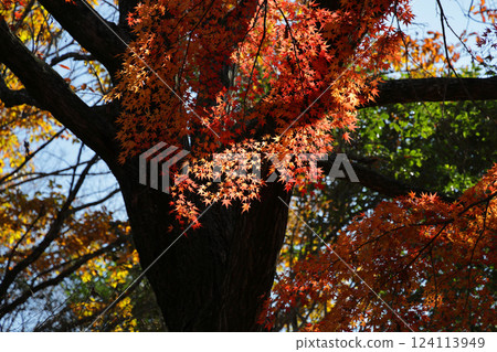 鮮紅的秋葉 124113949