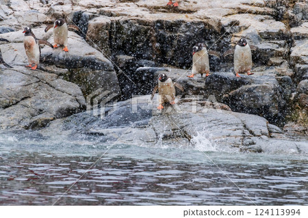 Gentoo Penguins in the snow 124113994