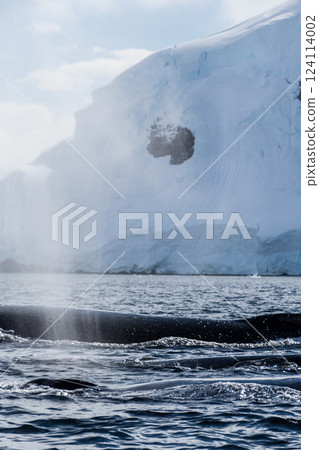 Detail of a humpback dorsal fin and blow hole Detail of a humpback dorsal fin and blow hole 124114002
