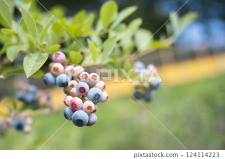 Blueberry tree Blueberry tree 124114223