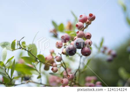 藍莓樹 藍莓樹 124114224