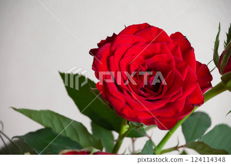 紅玫瑰 紅玫瑰 124114348