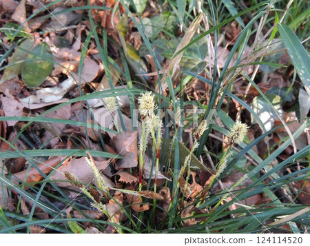 Himekanssege Himekanssege 124114520