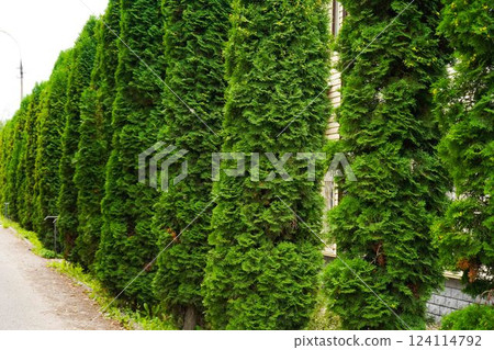The texture of thuja branches is soft and feathery, with a delicate, dense arrangement of fine, scale-like leaves. The texture of thuja branches is soft and feathery, with a delicate, dense arrangement of fine, scale-like leaves. 124114792