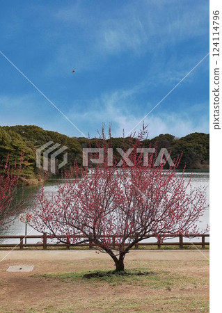 Safuri Pond and Plum Blossoms 124114796