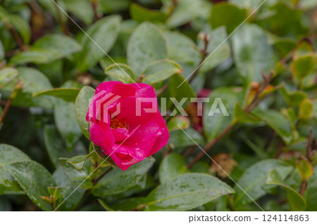 濕潤的山茶花紅色花瓣 濕潤的山茶花紅色花瓣 124114863