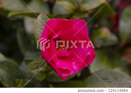 濕潤的山茶花紅色花瓣 濕潤的山茶花紅色花瓣 124114864