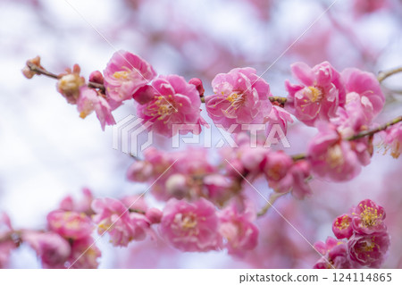 雨水淋濕的梅園裡盛開著美麗的梅花 雨水淋濕的梅園裡盛開著美麗的梅花 124114865