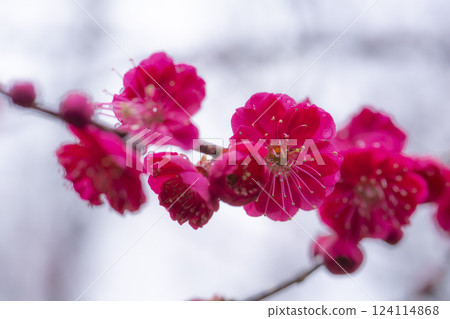 Rain-soaked plum blossoms Rain-soaked plum blossoms 124114868