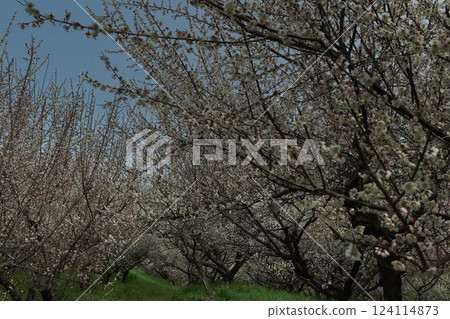 Sagirike Pond的Bairin Sagirike Pond的Bairin 124114873