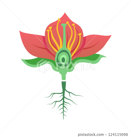 Parts of a flower. education biology and botany science 124115098
