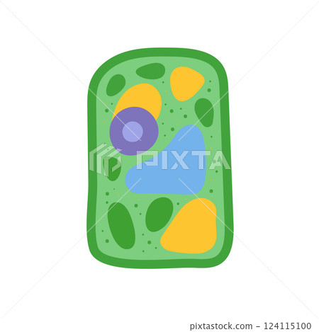 Plant cell anatomy structure. Educational infographic. Plant cell anatomy structure. Educational infographic. 124115100