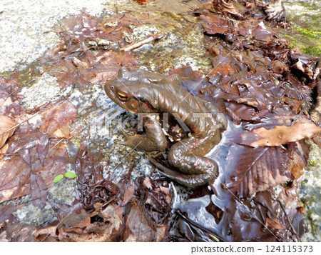 A male Japanese common toad whose back bumps have fallen off and his skin has become smooth during the breeding season. A male Japanese common toad whose back bumps have fallen off and his skin has become smooth during the breeding season. 124115373