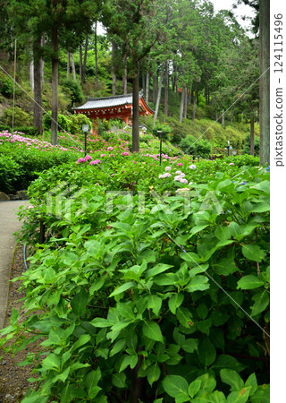 Hydrangea blooming in the rain at Mimurotoji Temple in Kyoto Hydrangea blooming in the rain at Mimurotoji Temple in Kyoto 124115496