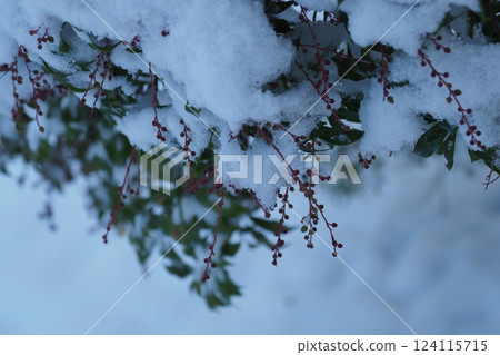 Snow on the leaves of trees 124115715