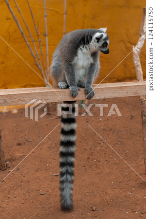 Ring-tailed lemur sitting on a wooden beam with its long tail hanging down 124115750